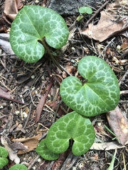 Asarum marmoratum
