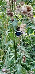 Papilio troilus