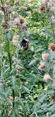 Papilio troilus
