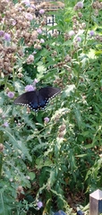 Papilio troilus