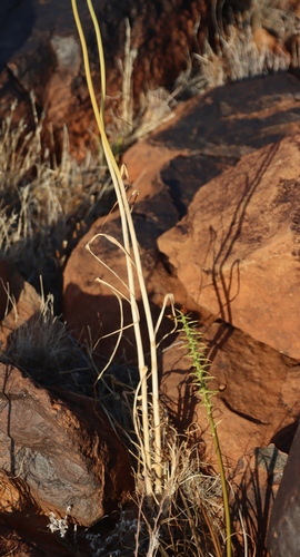 Image of Allium synnotii by (c) Tony Rebelo, some rights reserved (CC BY-SA)