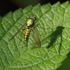 Condylostylus comatus