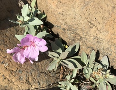 Epilobium rigidum