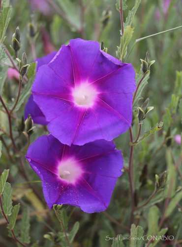 Ipomoea stans