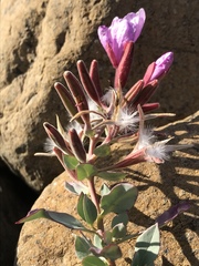 Epilobium rigidum