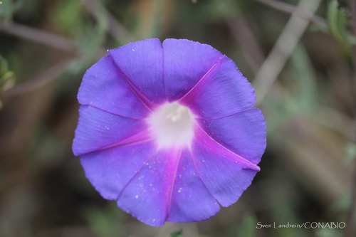 Ipomoea stans