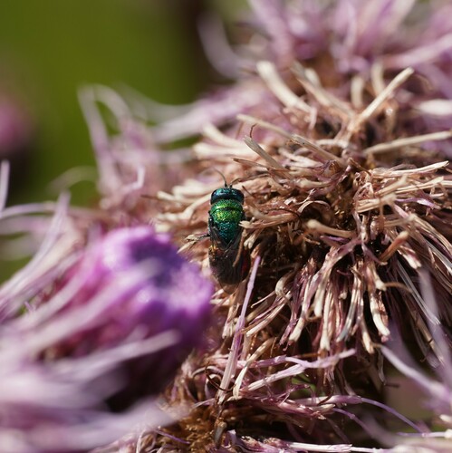 Holopyga ignicollis