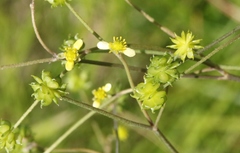 Ranunculus uncinatus