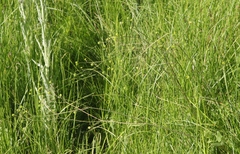 Ranunculus uncinatus