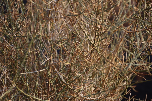 Image of Lacomucinaea lineata by (c) Tony Rebelo, some rights reserved (CC BY-SA)