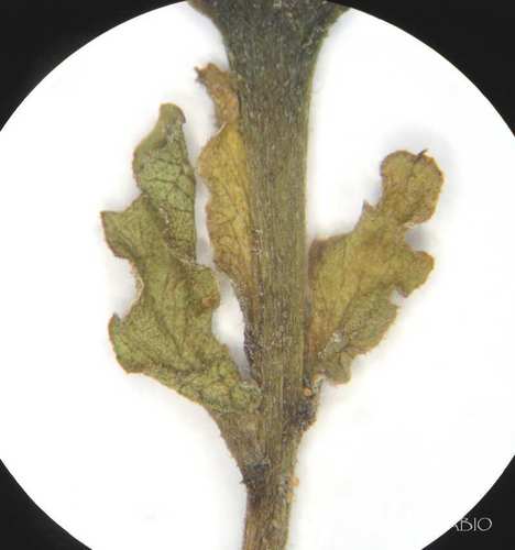 Ipomoea stans