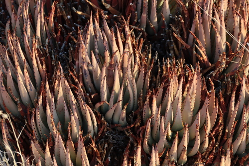 Image of Aloe claviflora by (c) Tony Rebelo, some rights reserved (CC BY-SA)