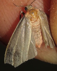 Haematomis uniformis