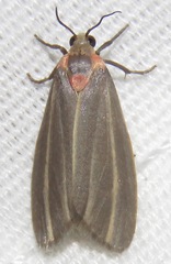 Haematomis uniformis