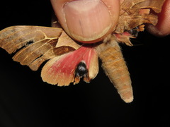 Smerinthus saliceti