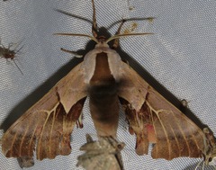 Smerinthus saliceti