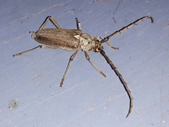 Gnaphalodes trachyderoides