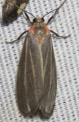 Haematomis uniformis