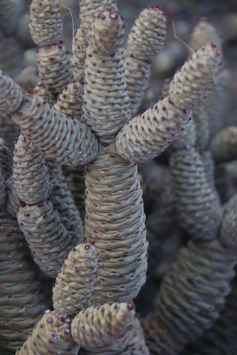 Tephrocactus articulatus
