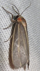 Haematomis uniformis