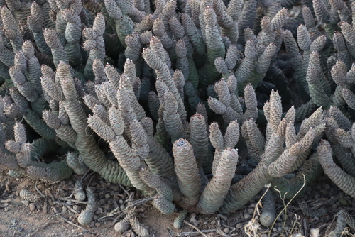 Tephrocactus articulatus