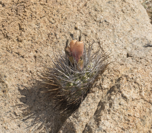 Eriosyce heinrichiana