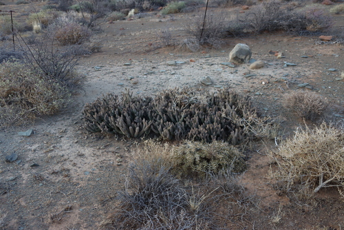 Tephrocactus articulatus