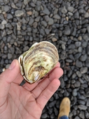 Ostrea angasi