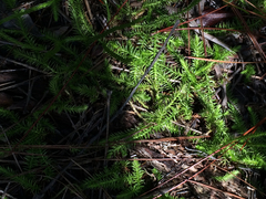 Lycopodiella