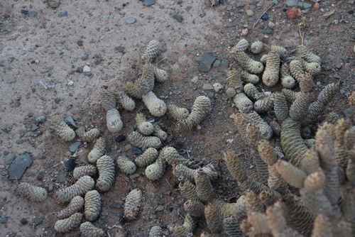 Tephrocactus articulatus