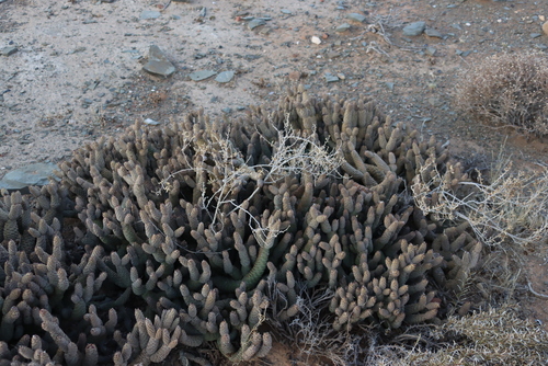 Tephrocactus articulatus