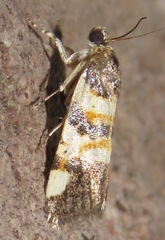 Spragueia funeralis