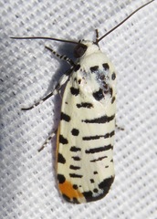 Tarache idella