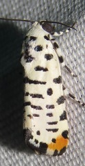 Tarache idella