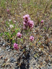 Castilleja exserta