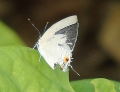 Strephonota tephraeus