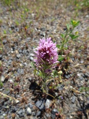Castilleja exserta