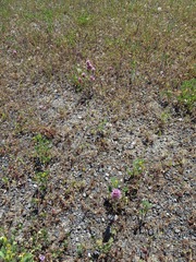 Castilleja exserta