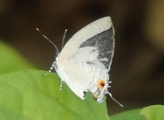 Strephonota tephraeus