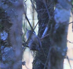 Troglodytes solstitialis