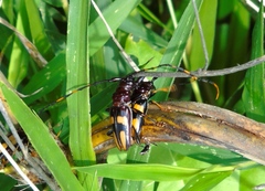 Dendrobias mandibularis mandibularis