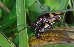 Dendrobias mandibularis mandibularis