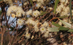 Eucalyptus stricta