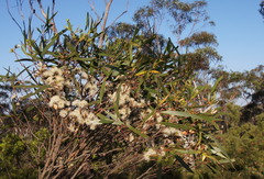 Eucalyptus stricta