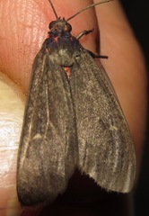Euchaetes fusca