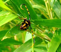 Dendrobias mandibularis mandibularis