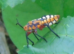 Sagotylus confluens