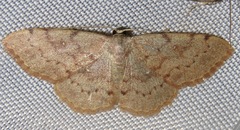 Semaeopus gracilata