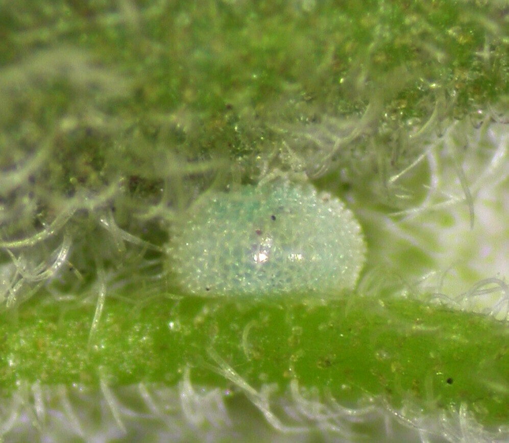 Cyanophrys bertha