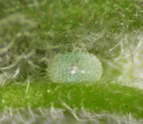 Cyanophrys bertha